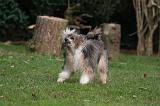 CHIEN NU CHINOIS 269